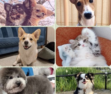 Chihuahua, cachorro mix , border collie, gatito, caniches , chihuahua