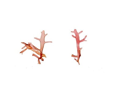 Champia sp.