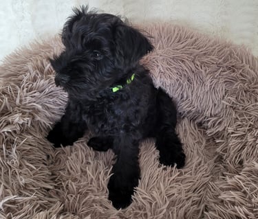 Lola des Diamants Noirs d'Also