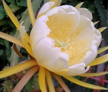 dragonfruit flower