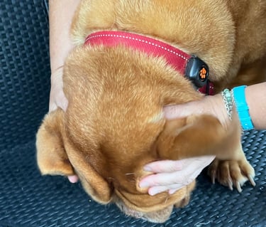 Step 3: massaging a dog's ear base to loosen debris