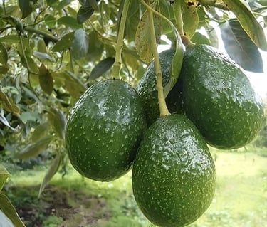 Aguacates en el árbol