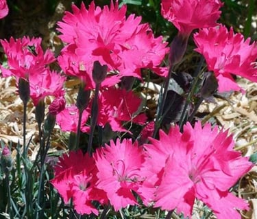 FLEURS TOMBE OEILLETS LIVRAISON GRATUITE SEPULTURE49