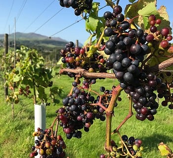 Pant Du Vineyard Penygroes, Caernarfon