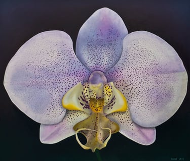 White Purple Spotted Phal