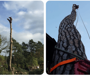 gb-baumfaellung-zeuthen