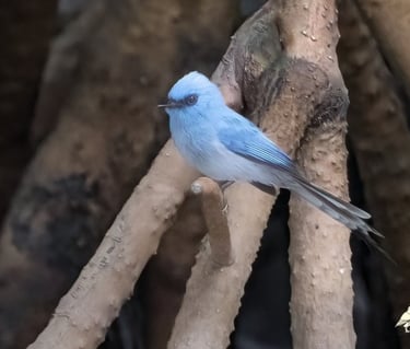 Blauwe vliegenvanger tussen de wortels