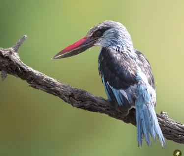 Blauwborstijsvogel op een tak in Gambia