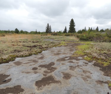An open alvar observed while conducting an Environmental Impact Study in the City of Kawartha Lakes.