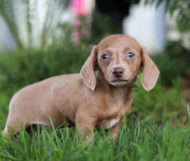 Dachshund puppies for sale