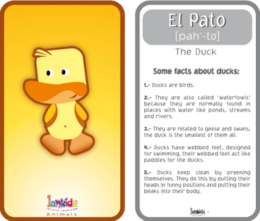 flashcards 3