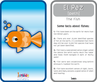 flashcards 1