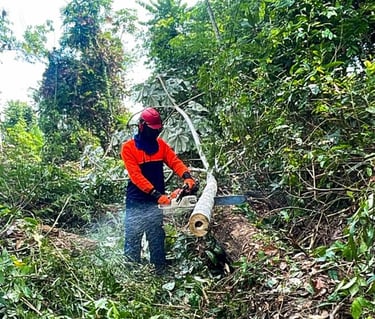 Operador de motosserra em linha de transmissão