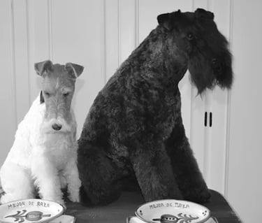 peluquería canina fox terrier y kerry blue terrier