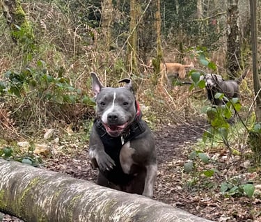 Happy Staffordshire bull terrier leaping over a fallen log on a group walk