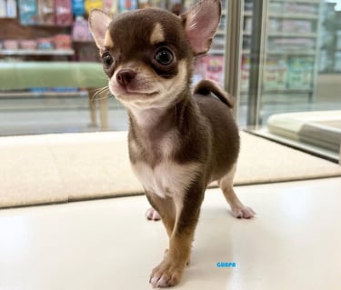 #chihuahuaenadopcion