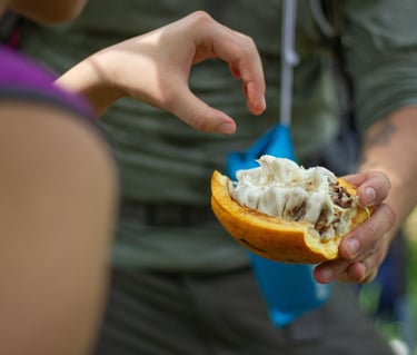 A person holding an open, fresh cacao pod showing the white pulp-covered beans inside.