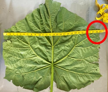 Insect Talent uses plant leaves that are sometimes 27 inches large or larger. 