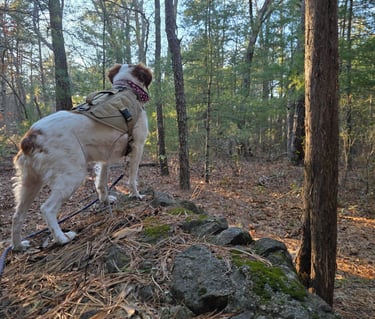 Sugar dog standing on rock