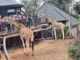 At Giraffes Center