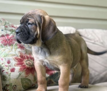 Cane Corso Puppies for Sale