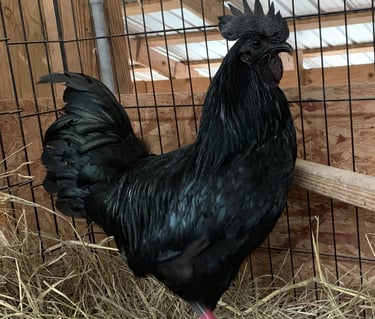 ayam cemani chicken for sale