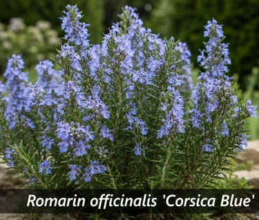 la plante Romarin officinalis 'Corsica Blue'