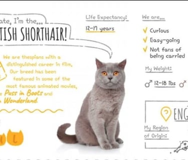 a british shorthair cat sitting on a british shorthair cat