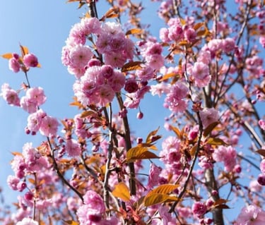Cerisier d’ornement en fleurs au cœur du projet paysager de la Résidence Santini