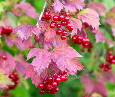 Arbuste à baies rouges participant à la biodiversité de la Résidence Santini