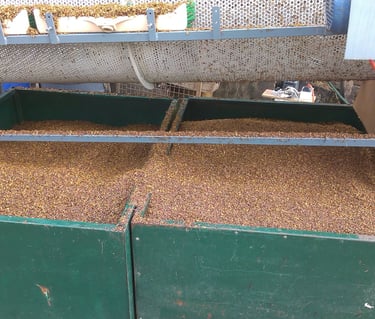 Prosijane sjemenke ispod stroja za prosijavanje