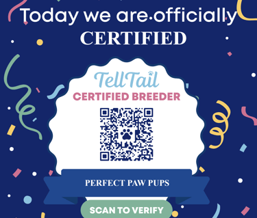 Perfect Paw Pups Malshi Certified Dog Breeder