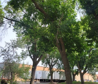 Commercial Property with various trees