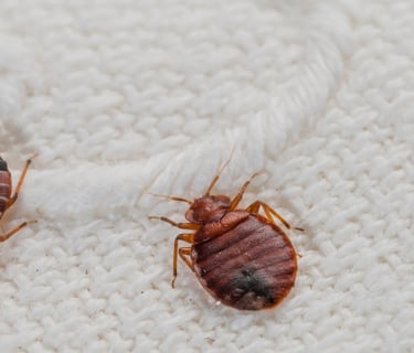 Bad Bugs Pest Control Service