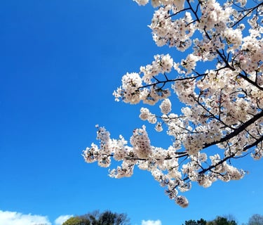 Sakura asociacion ShinZenBi
