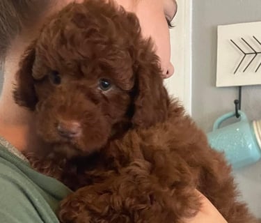 a woman holding a brown puppy puppy in her arms