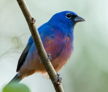 A Rose-bellied Bunting bird perches on a branch in La Sepultura Reserve in Chiapas