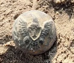 union infantry button civil war 