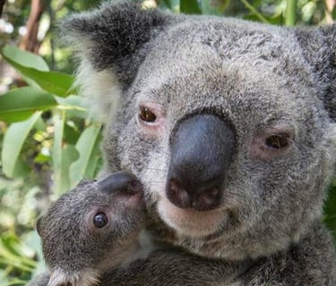 cute koala and baby koala joey