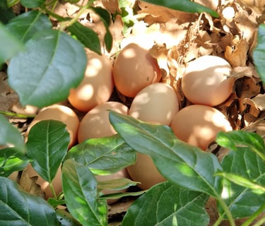 Œufs frais de nos poules à la ferme gourmande