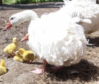 Inspiration for oil painting: Sebastopol geese