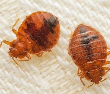 Bad Bugs Pest Control Service