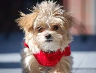 apricot maltipoo