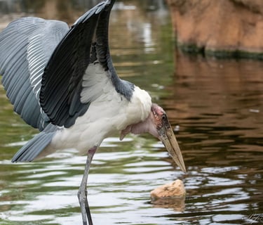 Exp Virtual Jose Ferri II - 1