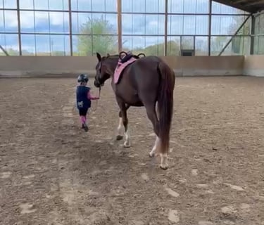 A young girl leading a saddled horse across an indoor riding arena. Ponytante