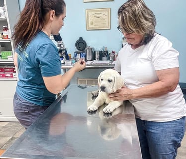 puppies for sale in usa