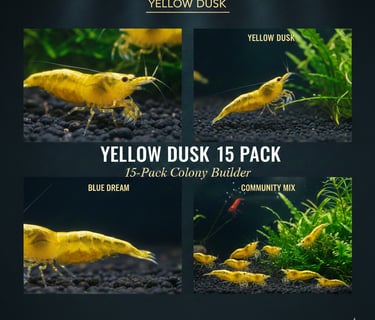 Yellow Dusk 15-pack colony starter showing neon breeder group.
