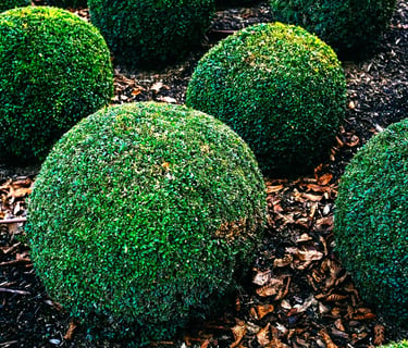 Company that trims bushes