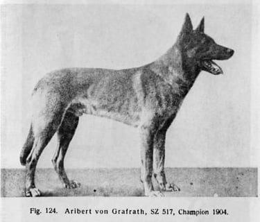 Historique du berger blanc suisse white shepherd Airbert von Grafrath