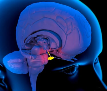 pineal gland location